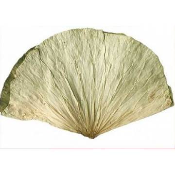 Dried Lotus Leaves Dried  500g